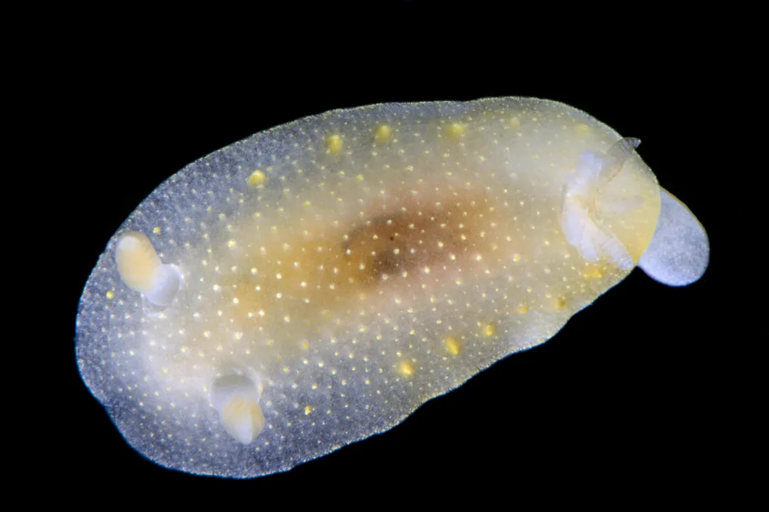 Cadlina laevis (Black Box) med flad, oval krop, små kappevorter og lamellerede rhinoforer.