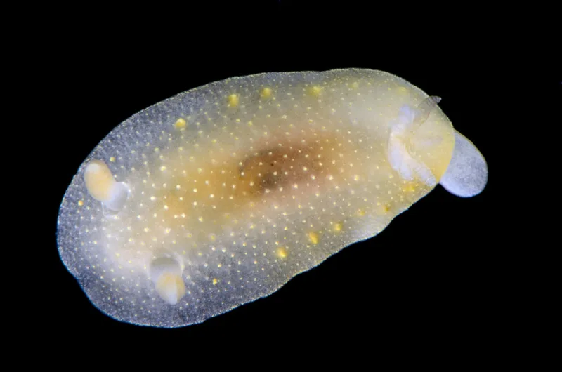 Cadlina laevis, dansk nøgensnegl