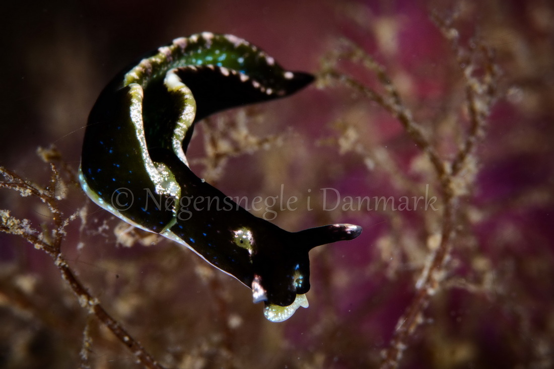 Foto: Peter Kaiser....... Elysia viridis  - www.nudibranchia.dk