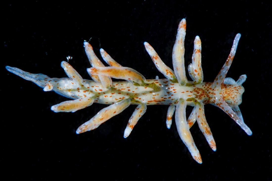 Eubranchulus rupium (Black Box) med rødbrune pletter, lange cerata og hvide spidser.