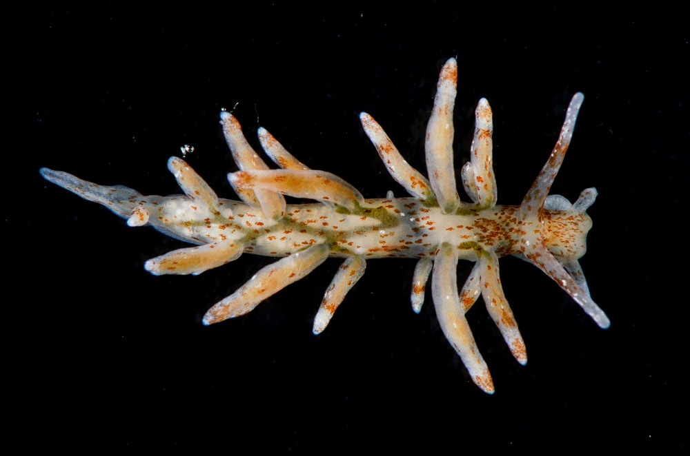 Eubranchulus rupium, Voksen individ, Munkholmbroen, Isefjord, 2015, Karakteristisk zigzag mønster på ryggen 