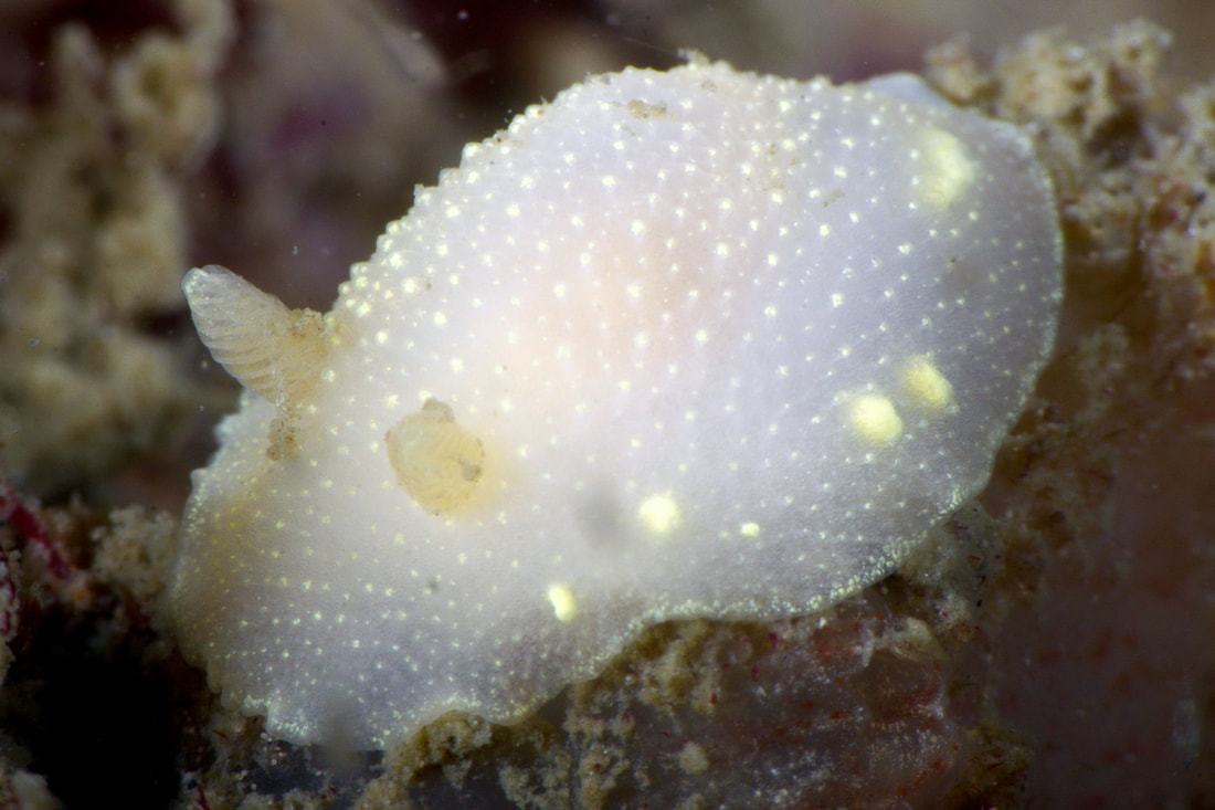 Cadlina laevis med flad, oval krop, små kappevorter, gullige kirtler og lamellerede rhinoforer.