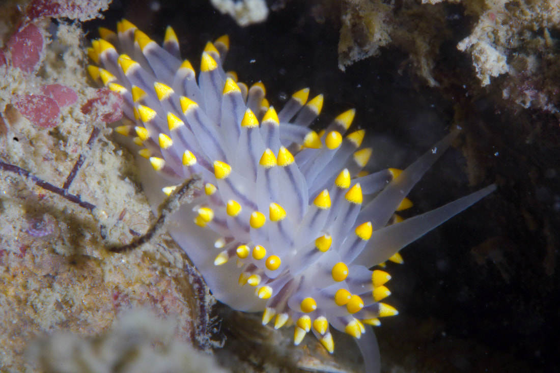Eubranchus tricolor med mange tætte cerata og hvid-gule/orange cerataspidser samt lange mundtentakler.