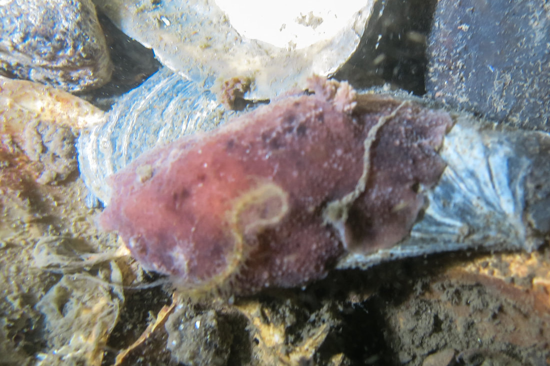 Geitodoris planata – meget flad, oval kappe med stumpe tuberkler og bred kapperand, brunviolet med lysere pletter.