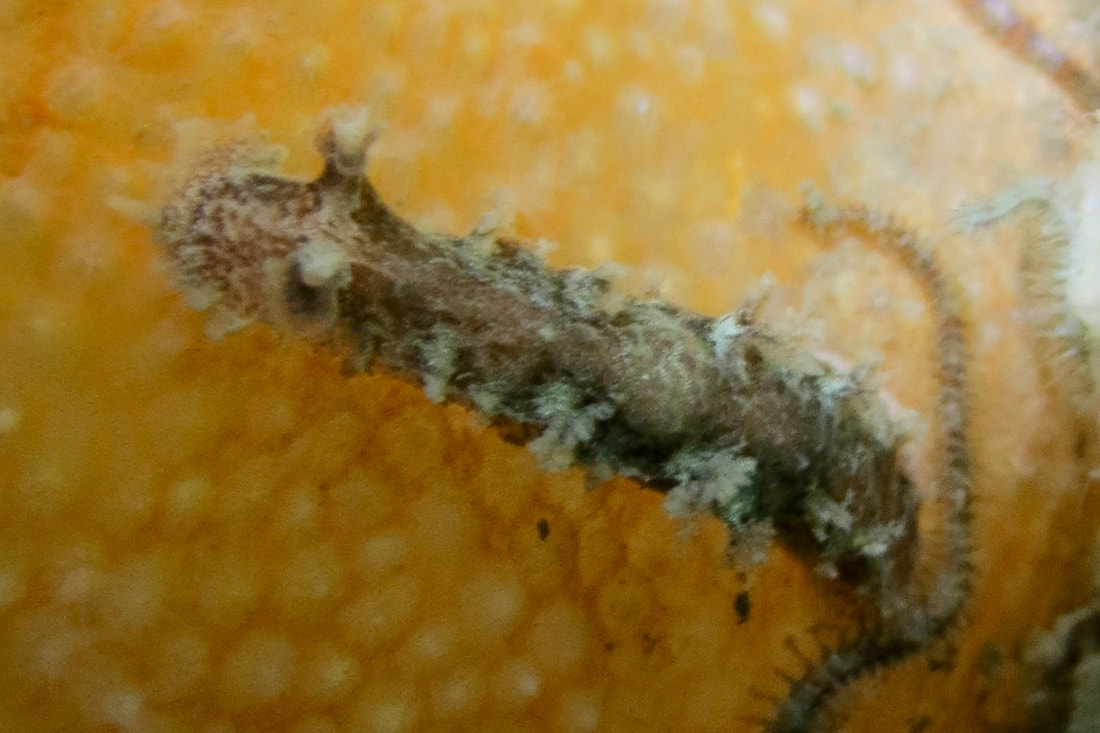 Candiella plebeia med slank kropsform, bred forende, mundflap med udvækster og forgrenede gæller.