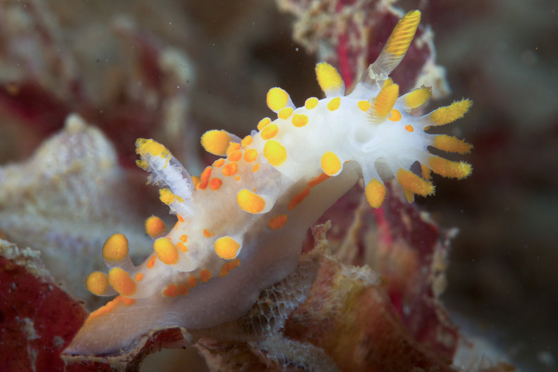 Limacia clavigera med hvidlig krop, gule til orange kappeudvækster og lamellære rhinoforer.