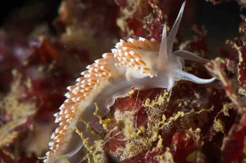 Coryphella verrucosa rufibranchialis fotograferet i havet