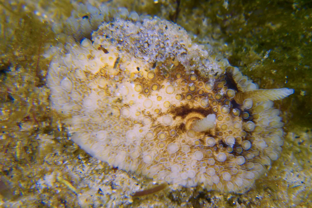 Onchidoris bilamellata med gråhvid kappe, brunligt midterfelt og mange tuberkler.