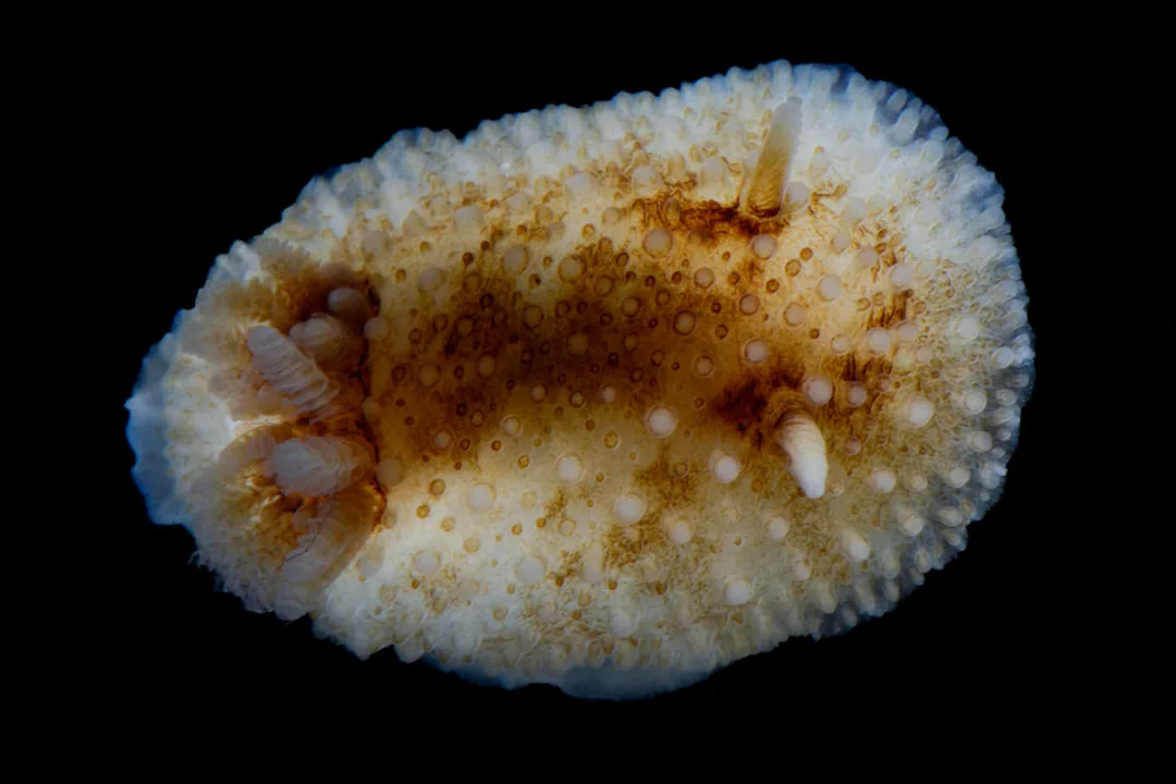 Onchidoris bilamellata med gråhvid rand, brunligt midterfelt og mange tuberkler (Black Box).