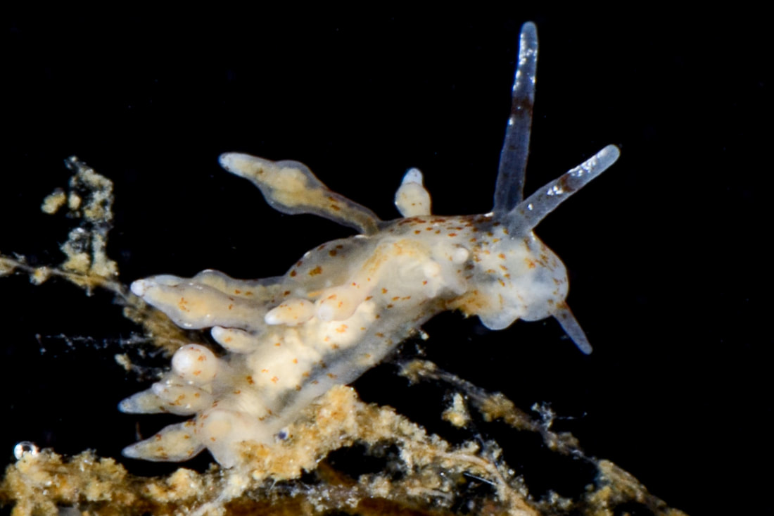 Nudibranchus scintillans i Black Box med adskilte ceratagrupper, synlig tarmkanal og glatte rhinoforer med mørke bånd.