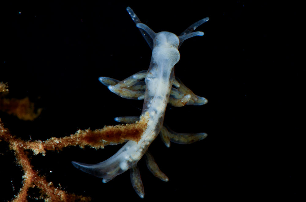 Nudibranchus exiguus,  Voksen individ, Munkholmbroen, Isefjord, 2016