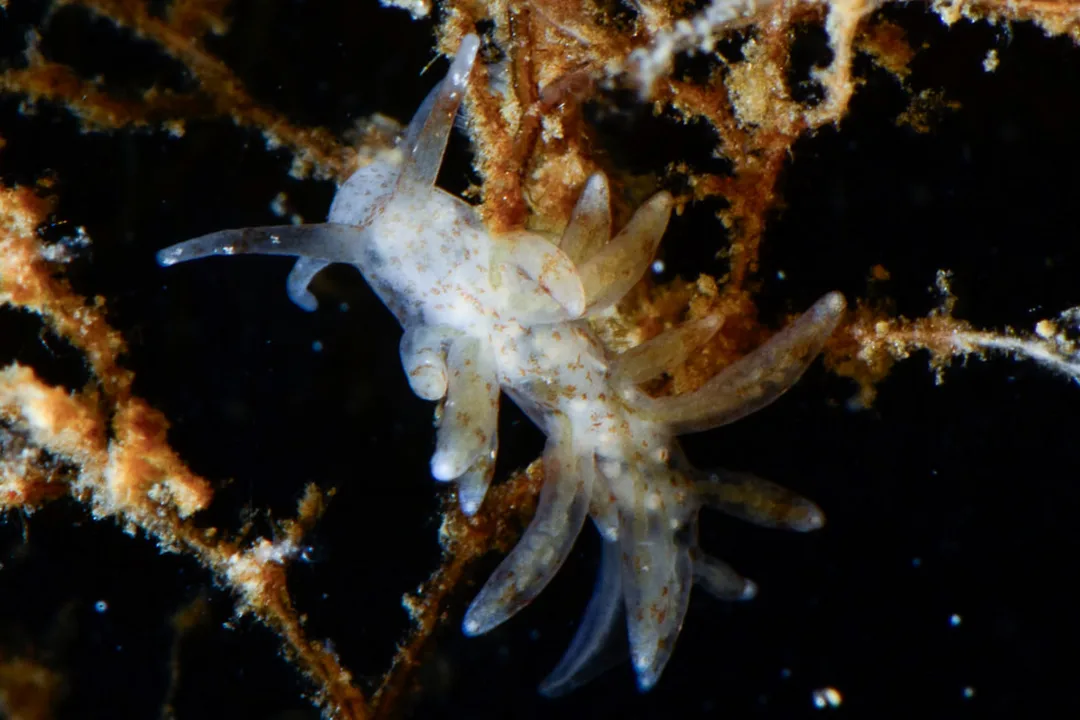 Nudibranchus exiguus med lys, semitransparent krop, brune pletter, glatte rhinoforer, korte mundtentakler og få kølleformede cerata med subapikalt bånd.