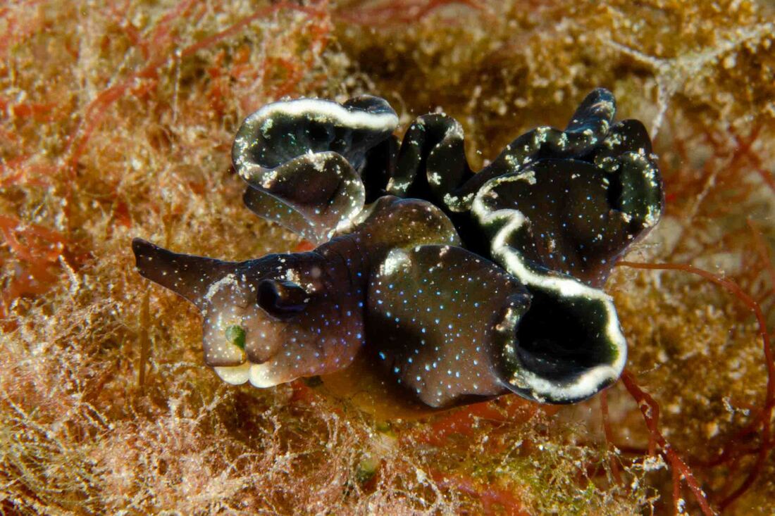 Elysia viridis, mørk grundfarve med hvid parapodierand og iriserende blå pletter.