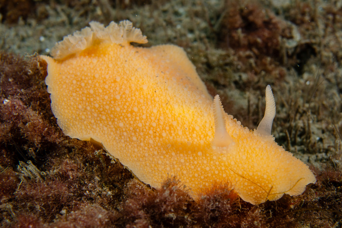 Archidoris pseudoargus gul/orange, bred og oval, tæt tuberkuleret kappe, lyse rhinoforer og indtrækkelig gællebusk.