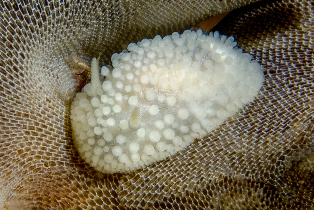 Onchidoris nøgensnegl på underlag med camouflagefarver tilpasset føde og levested