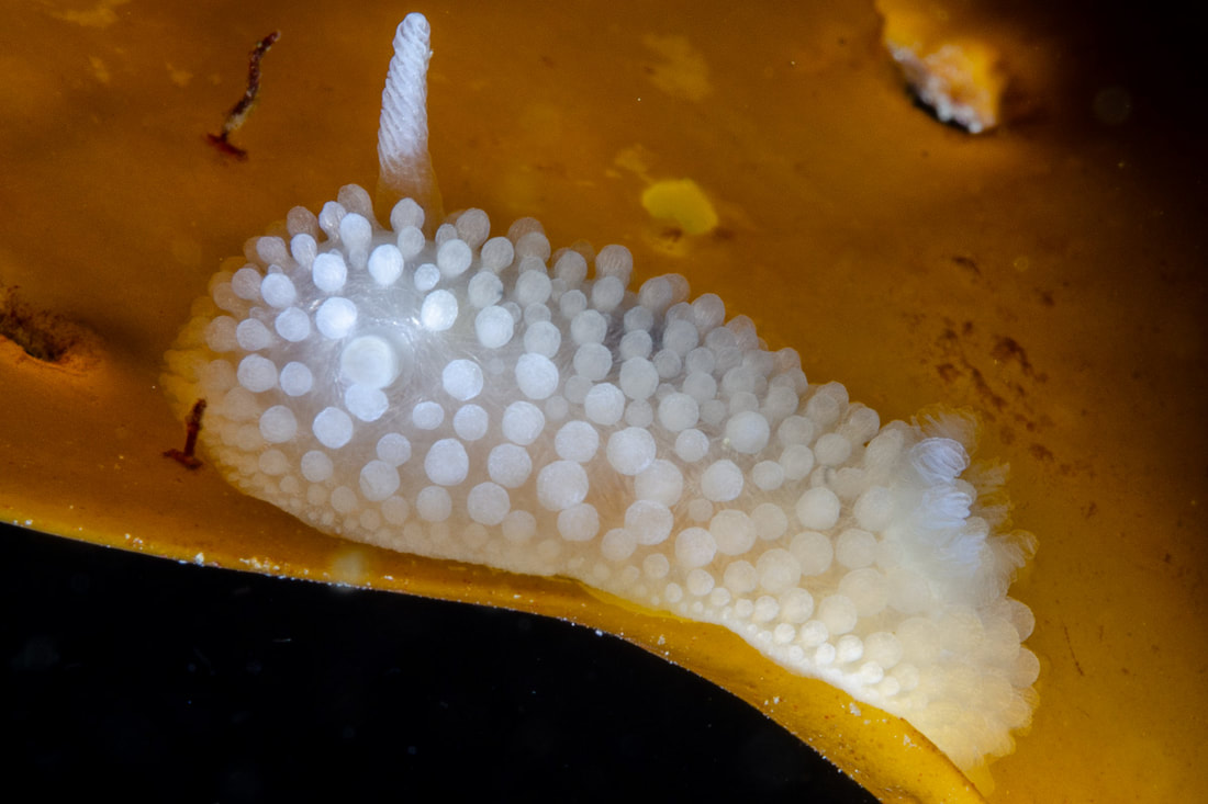 Onchidoris muricata med hvidlig, let gennemsigtig kappe og tætte, runde kappetuberkler; rhinoforer synlig.
