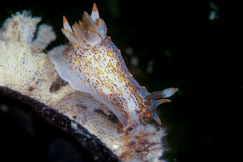 Billede af nøgensneglen Polycera norvegica