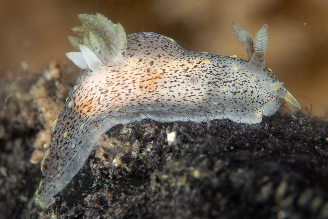 Polycera norvegica med tæt mørkprikket tegning, lamellate rhinoforer, mundtentakler og fjerdelte gæller.