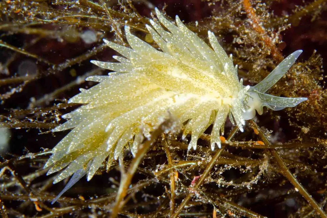 Placida dendritica – slank krop, mange tynde cerata i rækker, grønne tarmslynger, hvide pletter, sammenrullede rhinoforer.