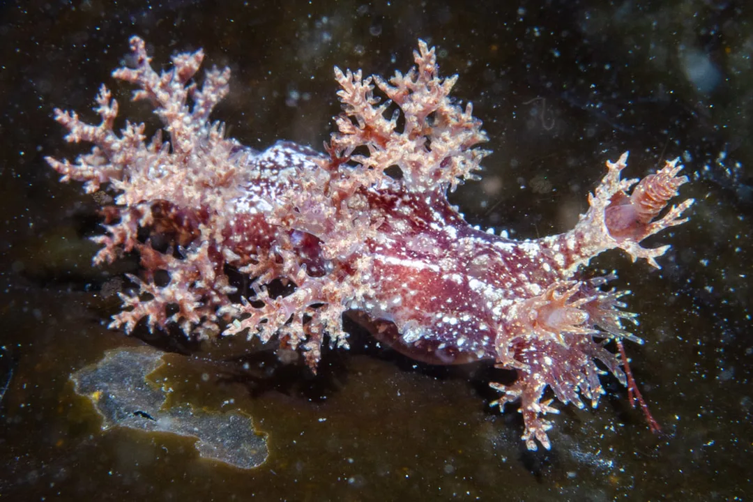 Dendronotus frondosus med buskede, forgrenede rygudvækster og rødbrun marmorering med lyse pletter.