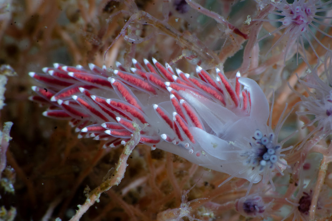 Coryphella verrucosa rufibranchialis – slank, semitransparent aeolid med lange gruppevise cerata, røde/orange kirtler og klare cerataspidser.
