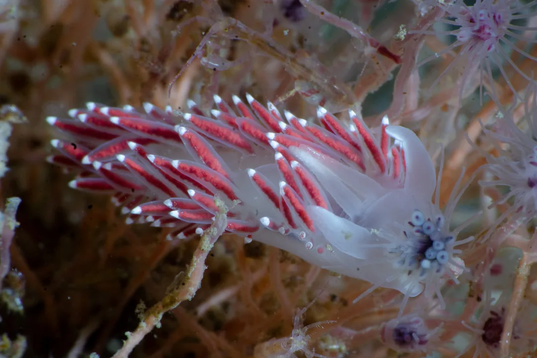 Coryphella verrucosa rufibranchialis – slank, semitransparent aeolid med lange gruppevise cerata, røde/orange kirtler og klare cerataspidser.