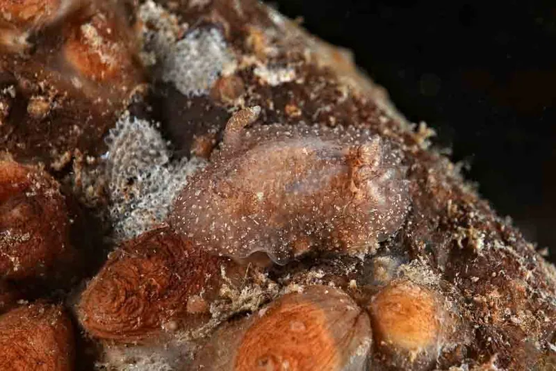 Acanthodoris pilosa - Ammoniakhavnen - Foto: Klaus Kevin Kristensen