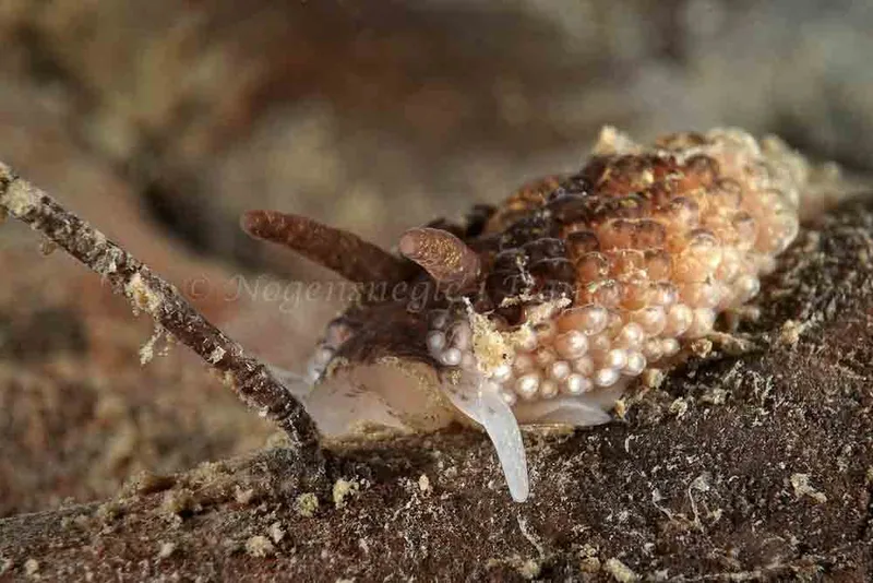 Aeolidia papillosa - Ammoniakhavnen - Foto: Klaus Kevin Kristensen