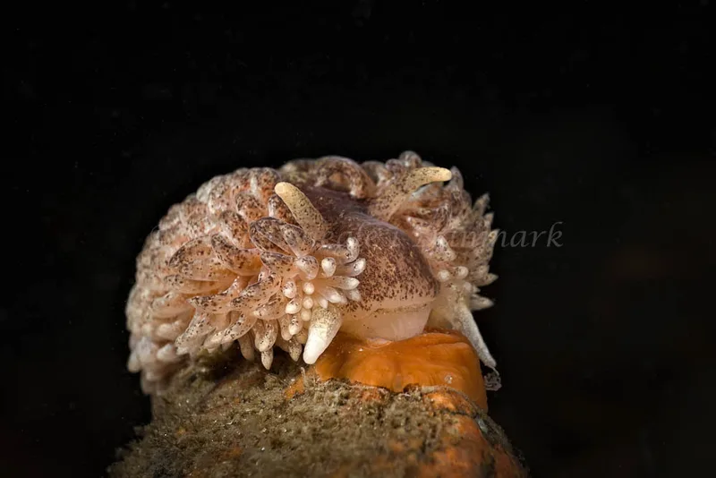 Aeolidia papillosa - Molslinjen Mole, Aarhus Ø - Foto: Klaus Kevin Kristensen