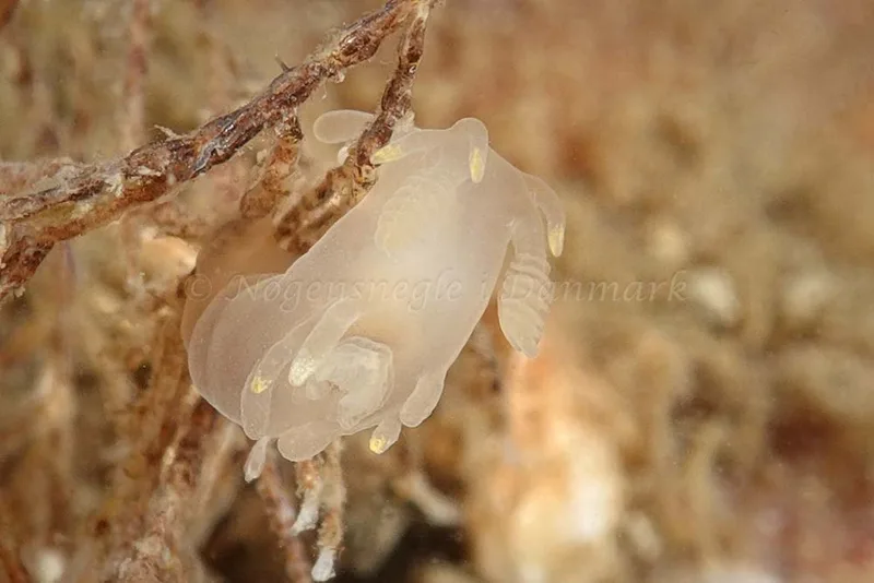 Ancula gibbosa - Ammoniakhavnen - Foto: Klaus Kevin Kristensen
