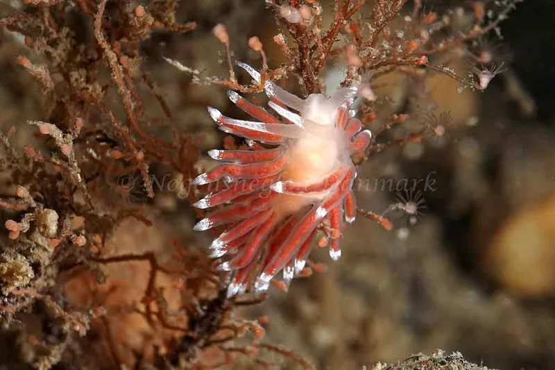Coryphella verrucosa - Lyngsbo Strand - Foto: Klaus Kevin Kristensen