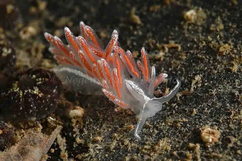 Coryphella monicae - Ammoniakhavnen - Foto:  Klaus Kevin Kristensen