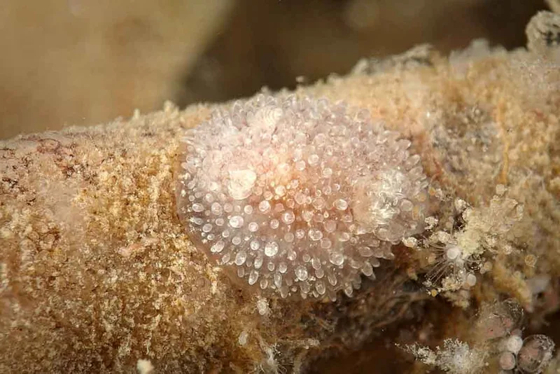 Acanthodoris pilosa - Ammoniakhavnen - Foto: Klaus Kevin Kristensen