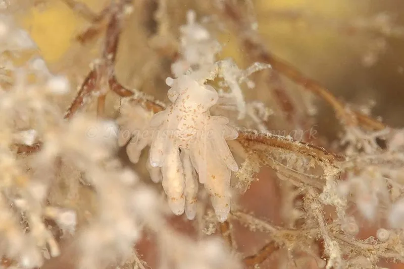 Eubranchus rupium - Ammoniakhavnen - Foto: Klaus Kevin Kristensen