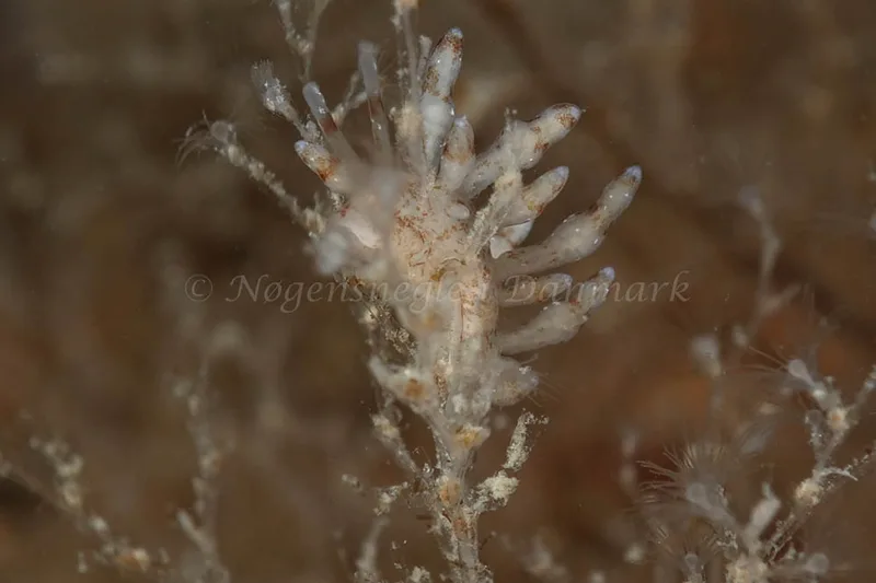 Eubranchus rupium - Molslinjen Mole, Aarhus Ø - Foto: Klaus Kevin Kristensen