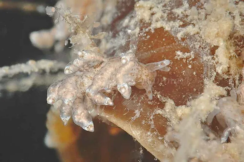 Eubranchus scintillans - Ammoniakhavnen - Foto: Klaus Kevin Kristensen