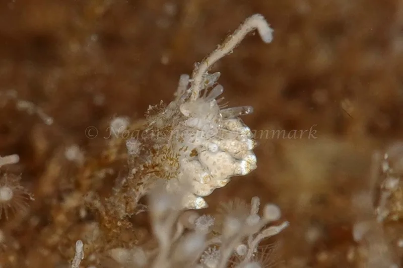 Eubranchus scintillans - Molslinjen Mole - Foto: Klaus Kevin Kristensen
