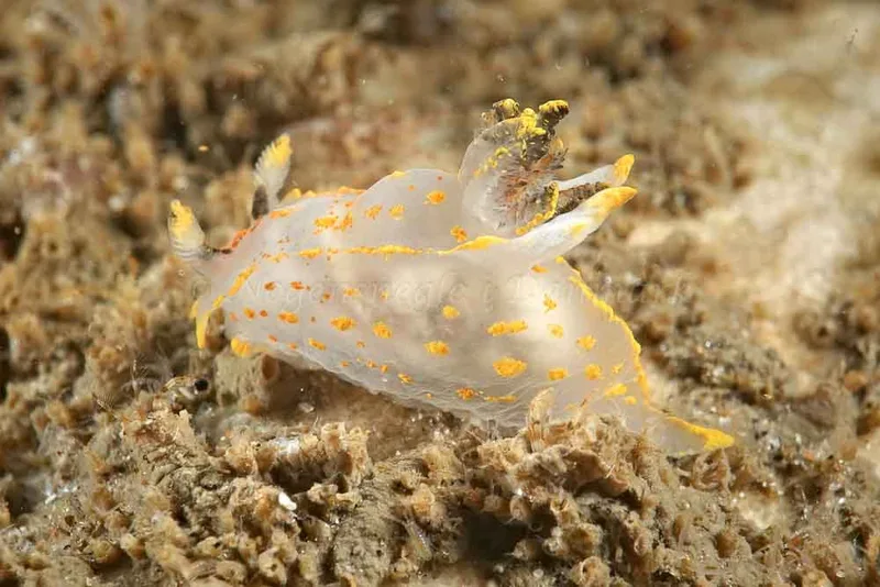 Polycera quadrilineata - Kineserskibet Wanda (Vrag) - Foto: Klaus Kevin Kristensen