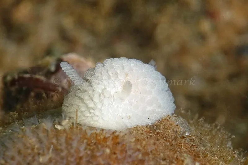 Onchidoris muricata - Ammoniakhavnen - Foto: Klaus Kevin Kristensen