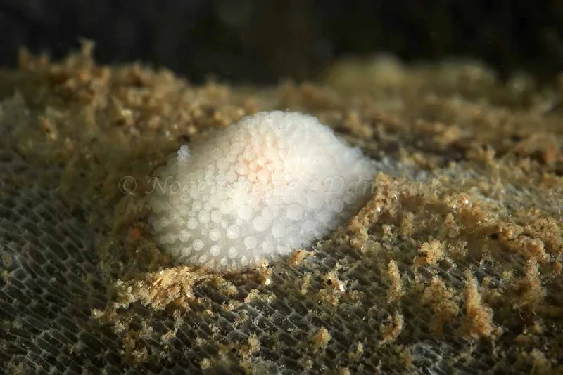 Onchidoris muricata - Søbadet - Foto: Klaus Kevin Kristensen