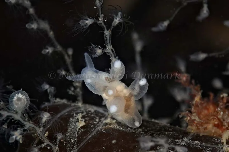 Tergipes tergipes - Molslinjen Mole, Aarhus Ø - Foto: Klaus Kevin Kristensen