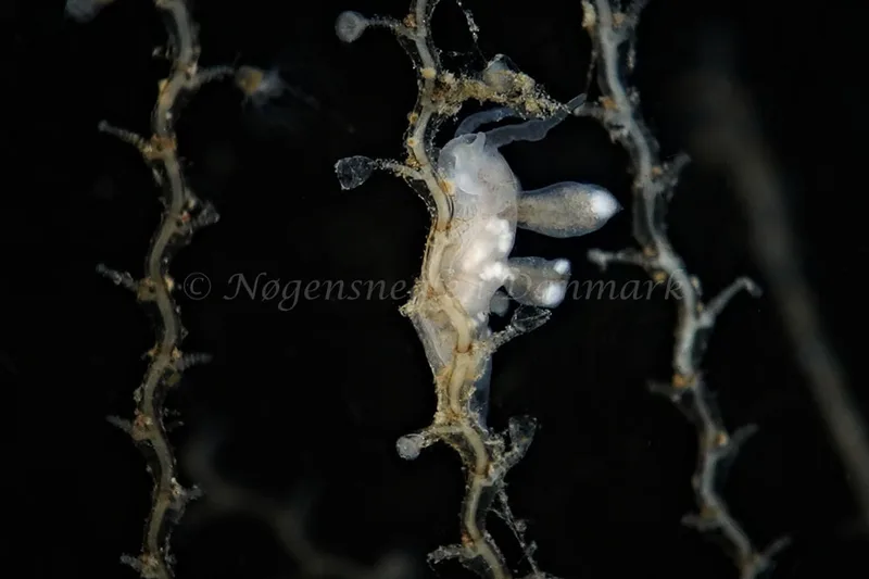 Tergipes tergipes - Prammen i Koraldybet, Aarhusbugten - Foto: Klaus Kevin Kristensen