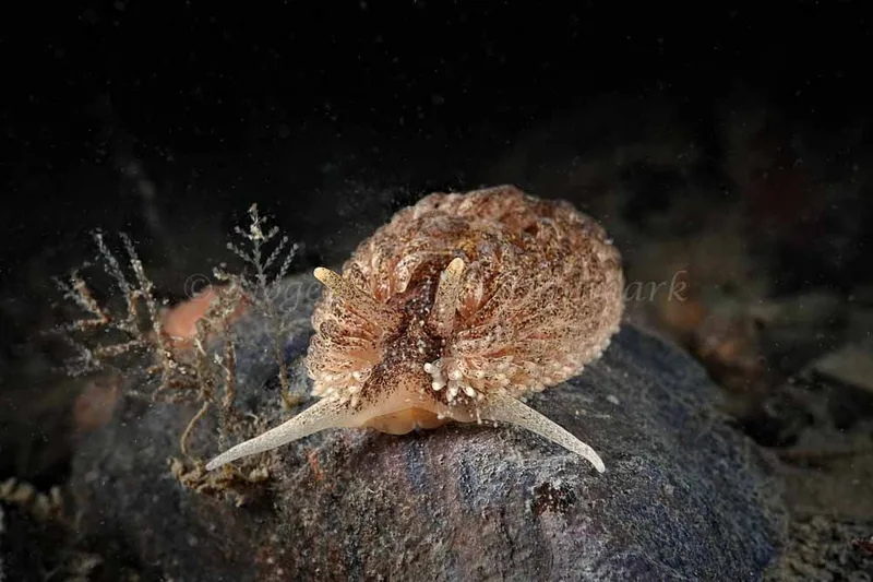 Aeolidia papillosa - Tjærepletten - Foto: Klaus Kevin Kristensen