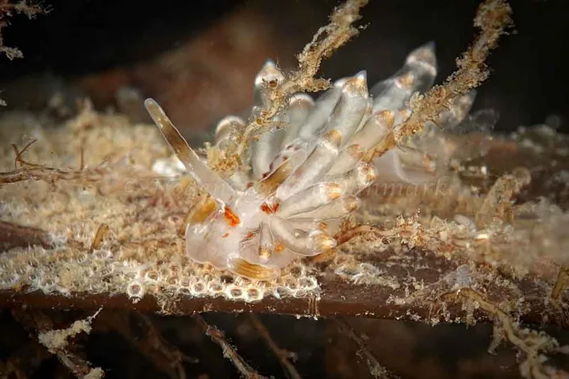 Eubranchus viriola - Ammoniakhavnen - Foto: Klaus Kevin Kristensen