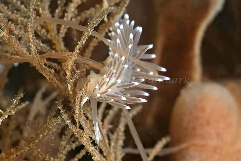 Cuthonella concinna - Ammoniakhavnen - Foto: Klaus Kevin Kristensen