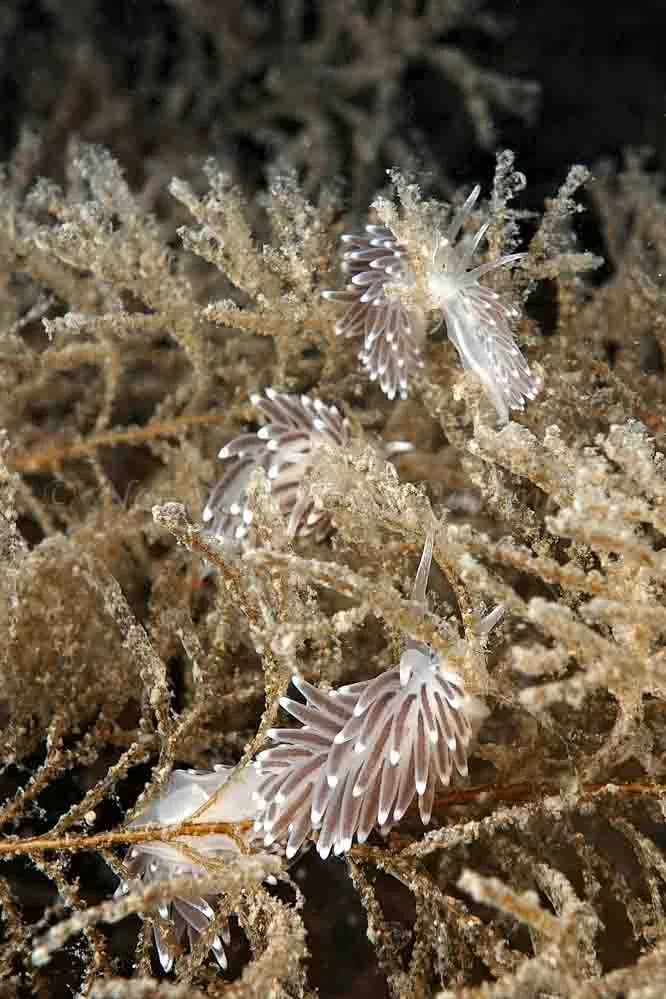 Cuthonella concinna - Tjærepletten - Foto: Klaus Kevin Kristensen