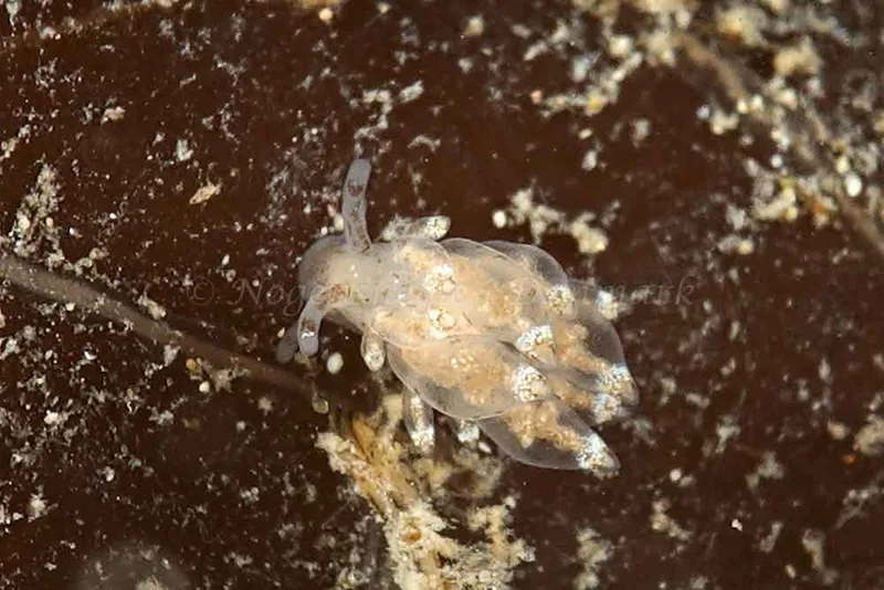 Eubranchus scintillans - Ammoniakhavnen - Foto: Klaus Kevin Kristensen