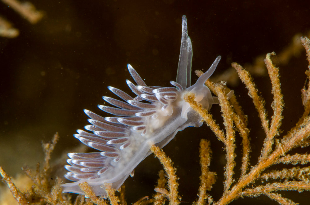 Fiocuthona concinna, voksen individ, Søbadet, Lillebælt, 2018