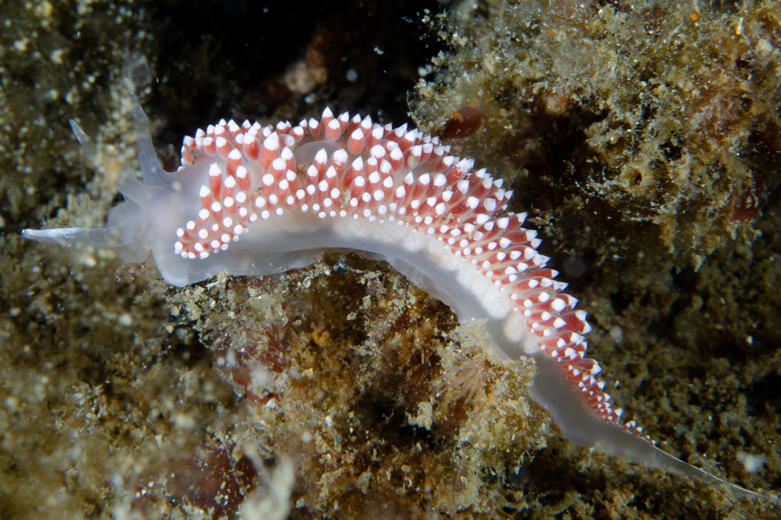 Coryphella verrucosa med røde tarmkanaler i cerata og hvidt bånd under klare ceratspidser.