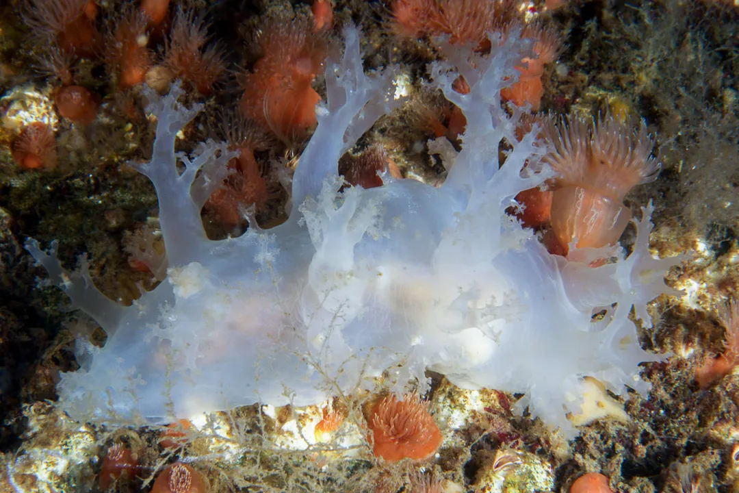 Dendronotus lacteus mælkehvid nøgensnegl med store forgrenede rygudvækster og busket mundslør.